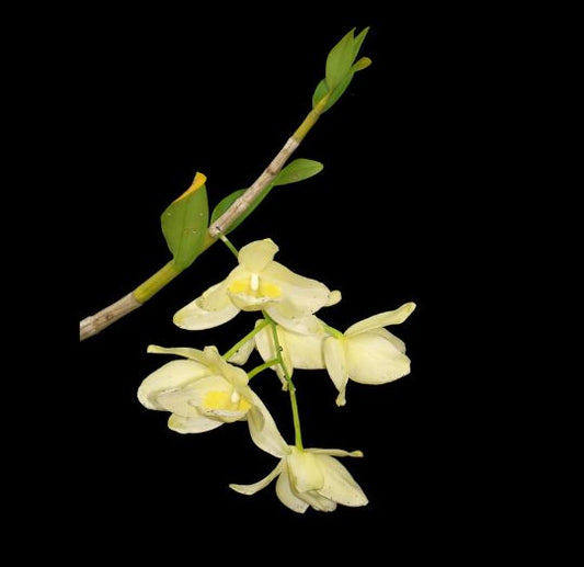 Dendrobium pulchellum var. alba Dendrobium La Foresta Orchids