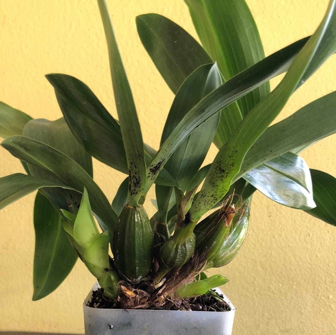 Dendrobium shiraishii Dendrobium La Foresta Orchids