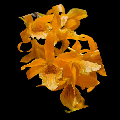 Dendrobium Stardust 'Orange' Dendrobium La Foresta Orchids 