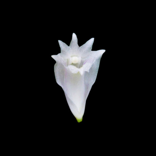 Dendrobium tenellum Dendrobium La Foresta Orchids