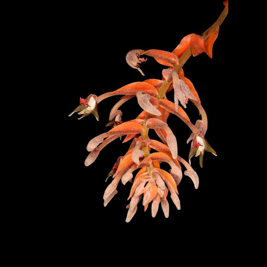 Dendrolirium ornatum Dendrolirium La Foresta Orchids