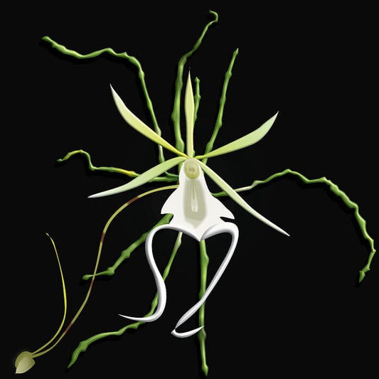 Dendrophylax lindenii - a Leafless Orchid! Dendrophylax La Foresta Orchids