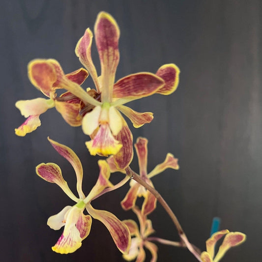 Encyclia alata x Encyclia fowliei - In BLOOM! Encyclia La Foresta Orchids