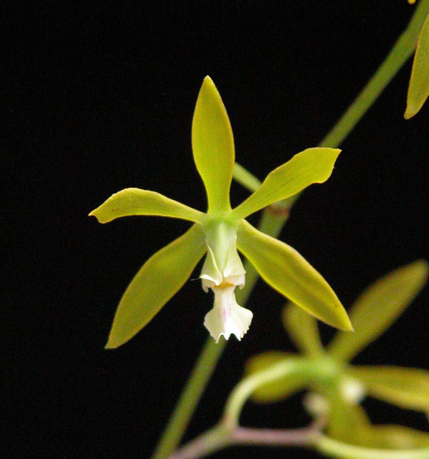 Encyclia bohnkiana Encyclia La Foresta Orchids 