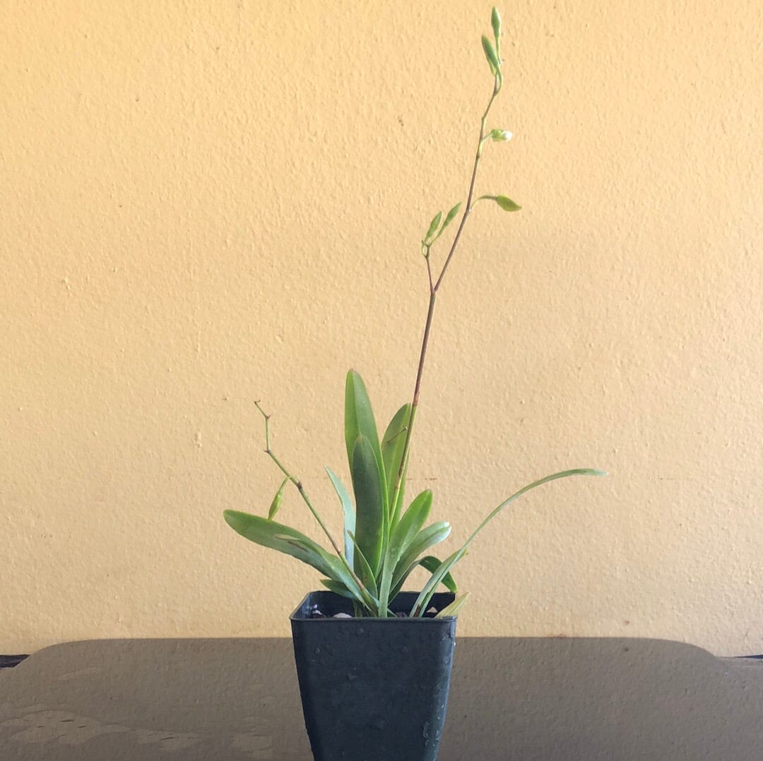 Encyclia bohnkiana - In BUD! Encyclia La Foresta Orchids