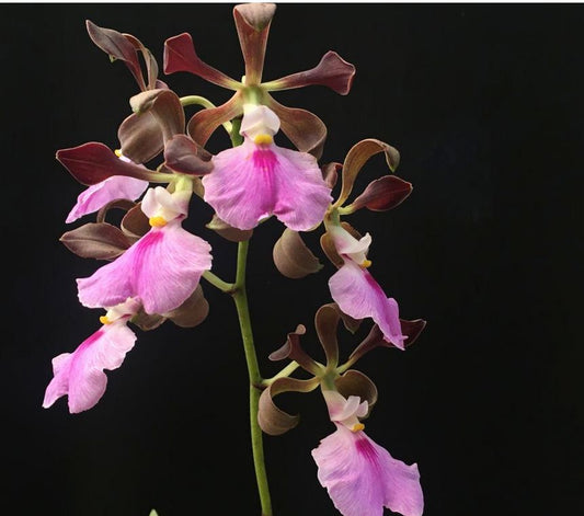 Encyclia cordigera Encyclia La Foresta Orchids