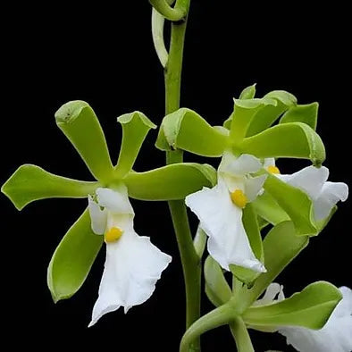 Encyclia cordigera 'Green' Encyclia La Foresta Orchids