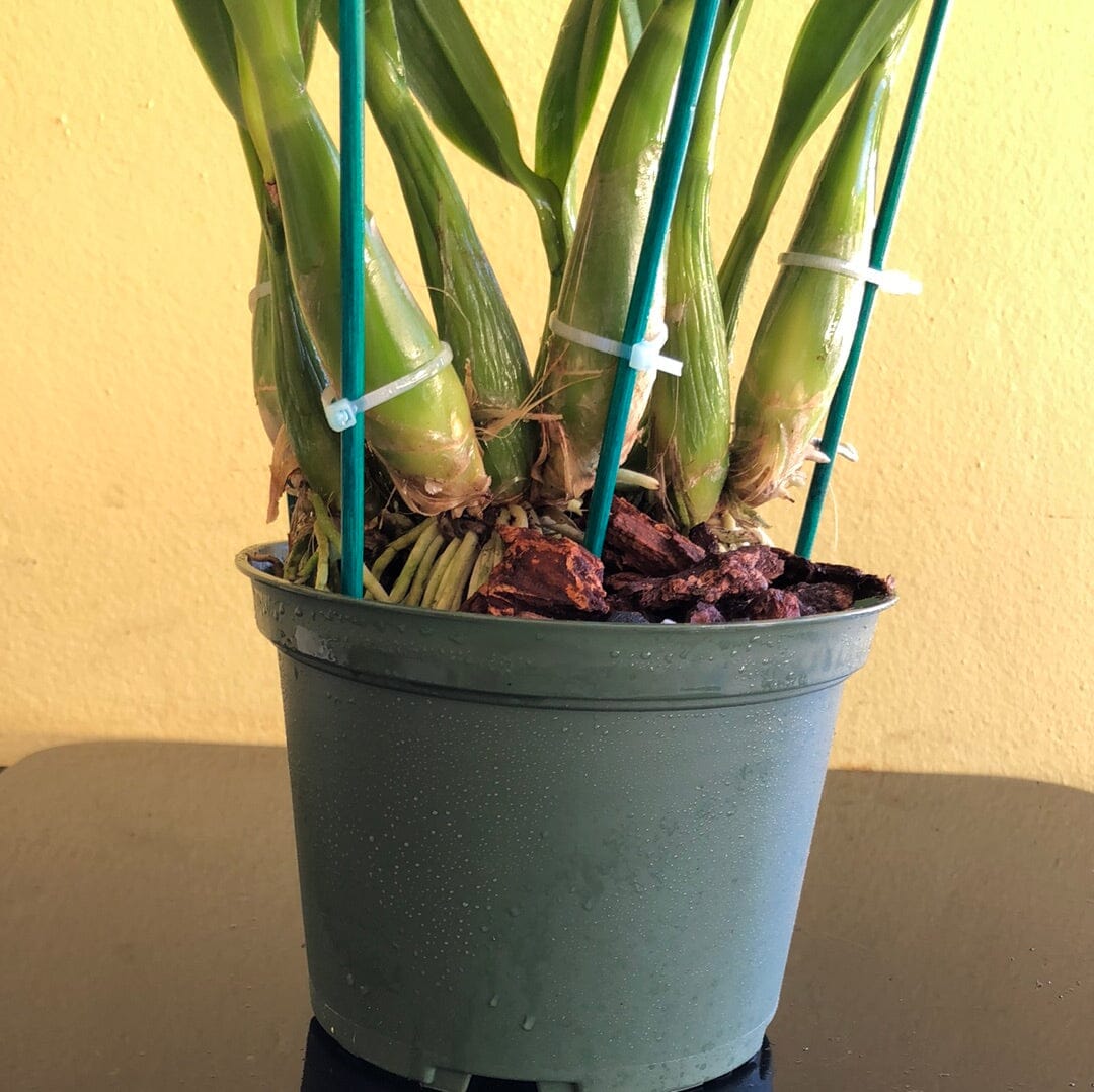 Encyclia cordigera var. rosea x Encyclia cordigera var. alba - In BUD! Encyclia La Foresta Orchids