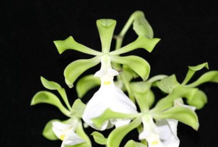 Encyclia cordigera var. roseum x Encyclia cordigera var. alba Encyclia La Foresta Orchids 