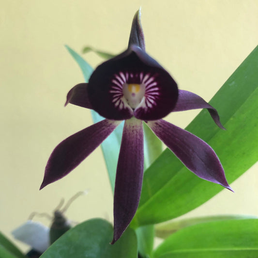 Encyclia Guarechea Black Comet - a Black Orchid! Encyclia La Foresta Orchids
