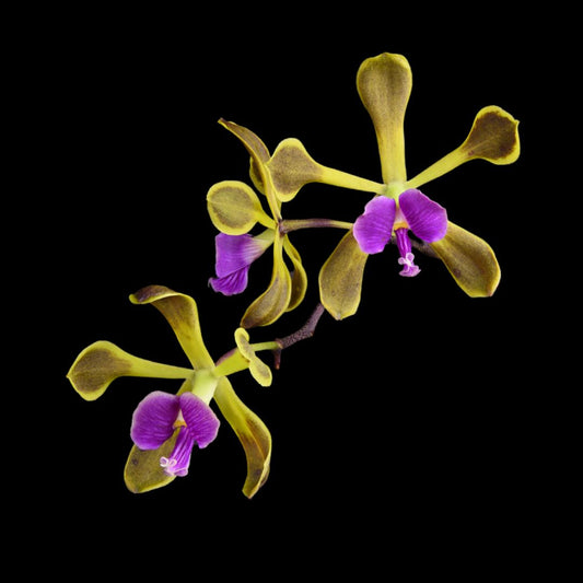Encyclia howardii Encyclia La Foresta Orchids