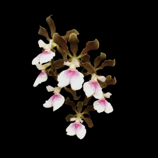 Encyclia randii Encyclia La Foresta Orchids