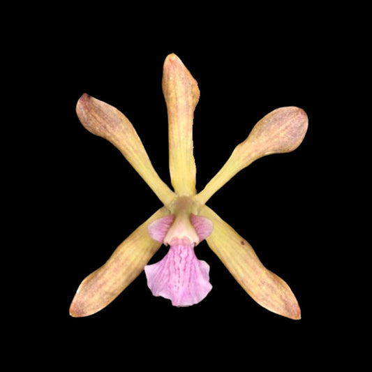 Encyclia seidelii Encyclia La Foresta Orchids