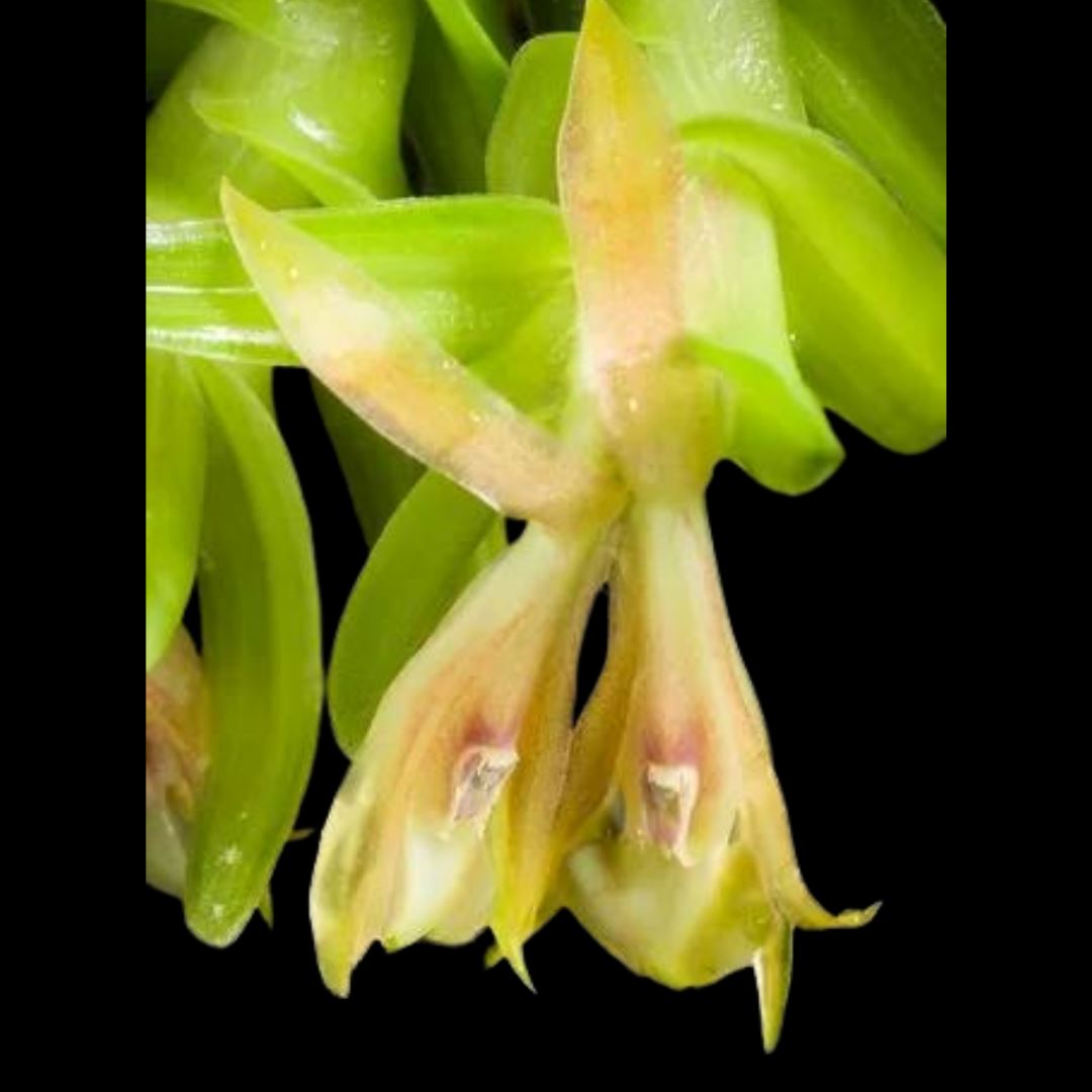 Epidendrum schlechterianum La Foresta Orchids 