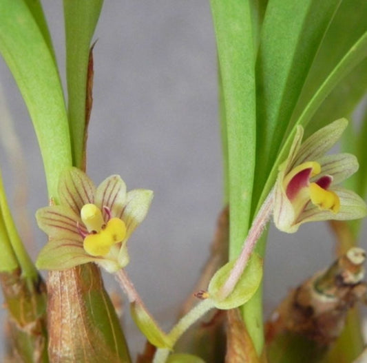 Eria amica Eria La Foresta Orchids