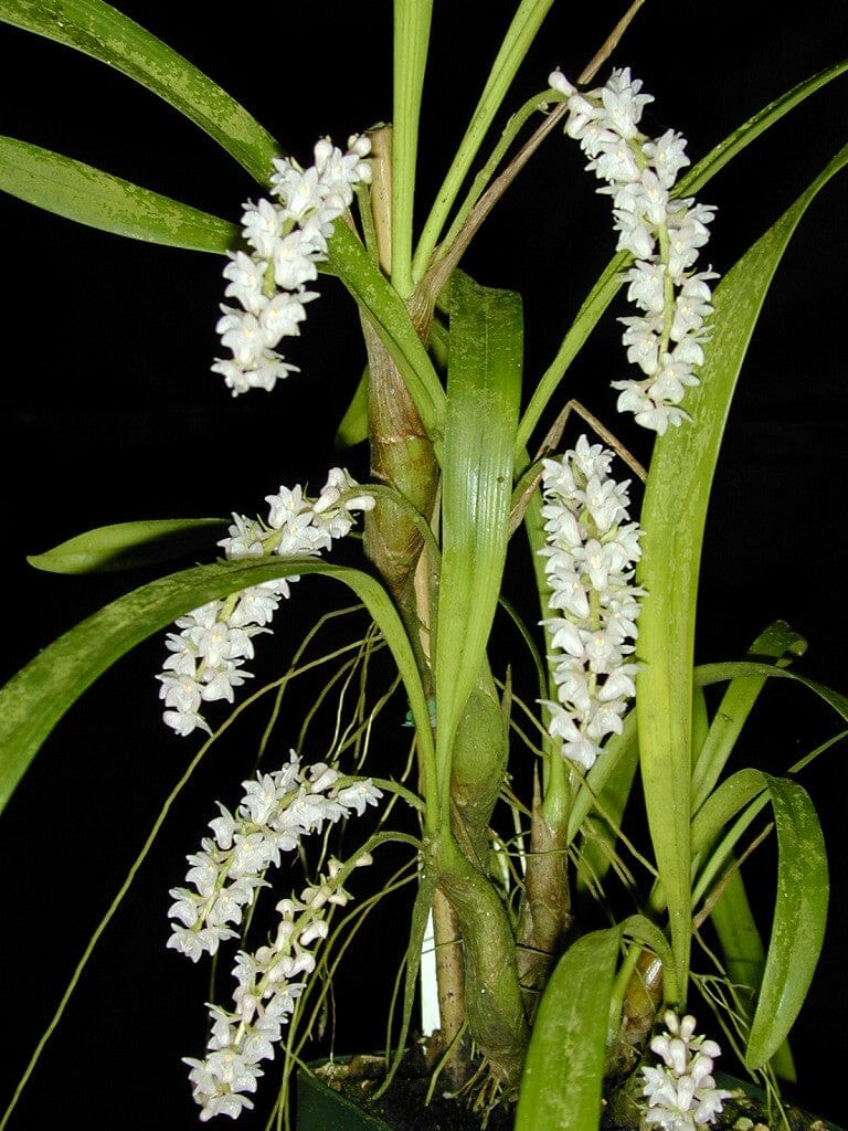 Eria convallarioides Eria La Foresta Orchids