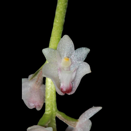 Eria convallarioides Eria La Foresta Orchids