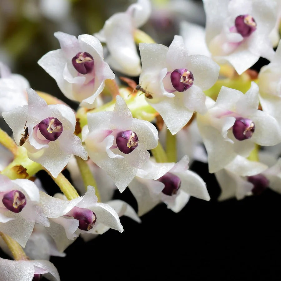 Eria floribunda – La Foresta Orchids