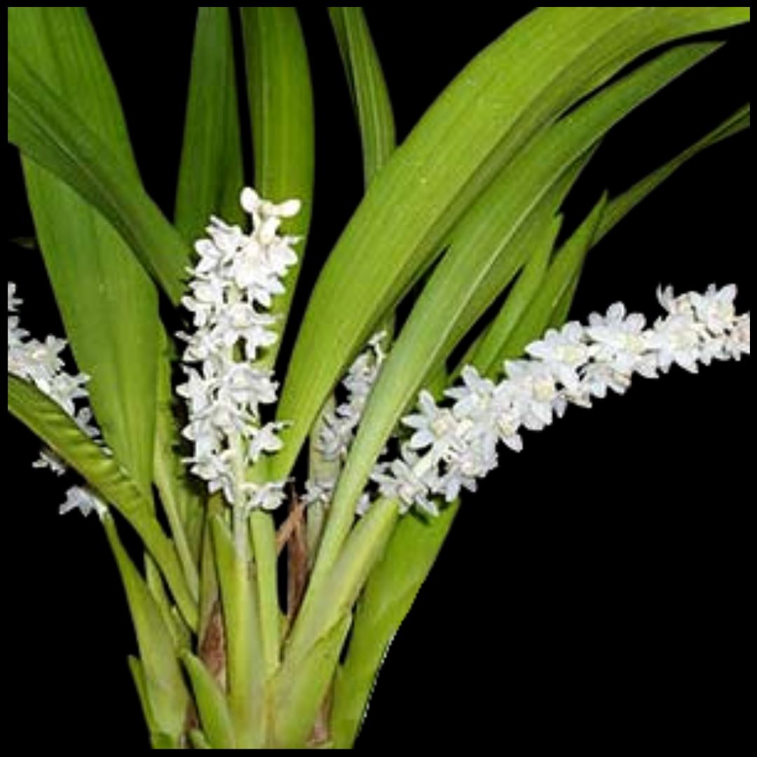 Eria hyacinthoides Eria La Foresta Orchids