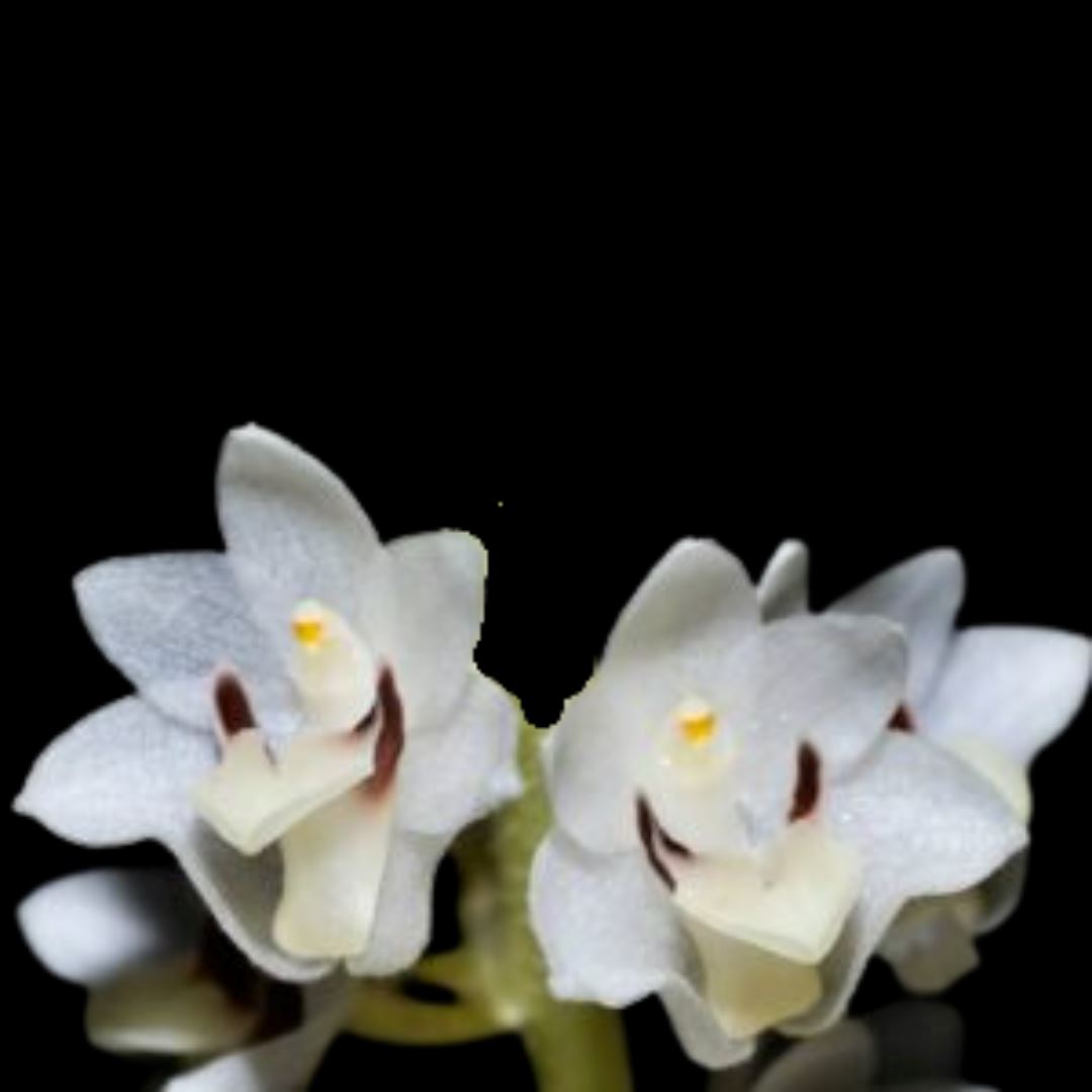 Eria hyacinthoides – La Foresta Orchids