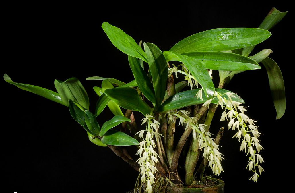 Eria ovata Eria La Foresta Orchids