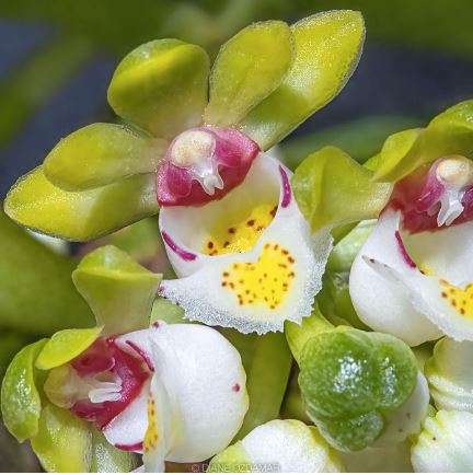 Gastrochilus japonicus Gastrochilus La Foresta Orchids