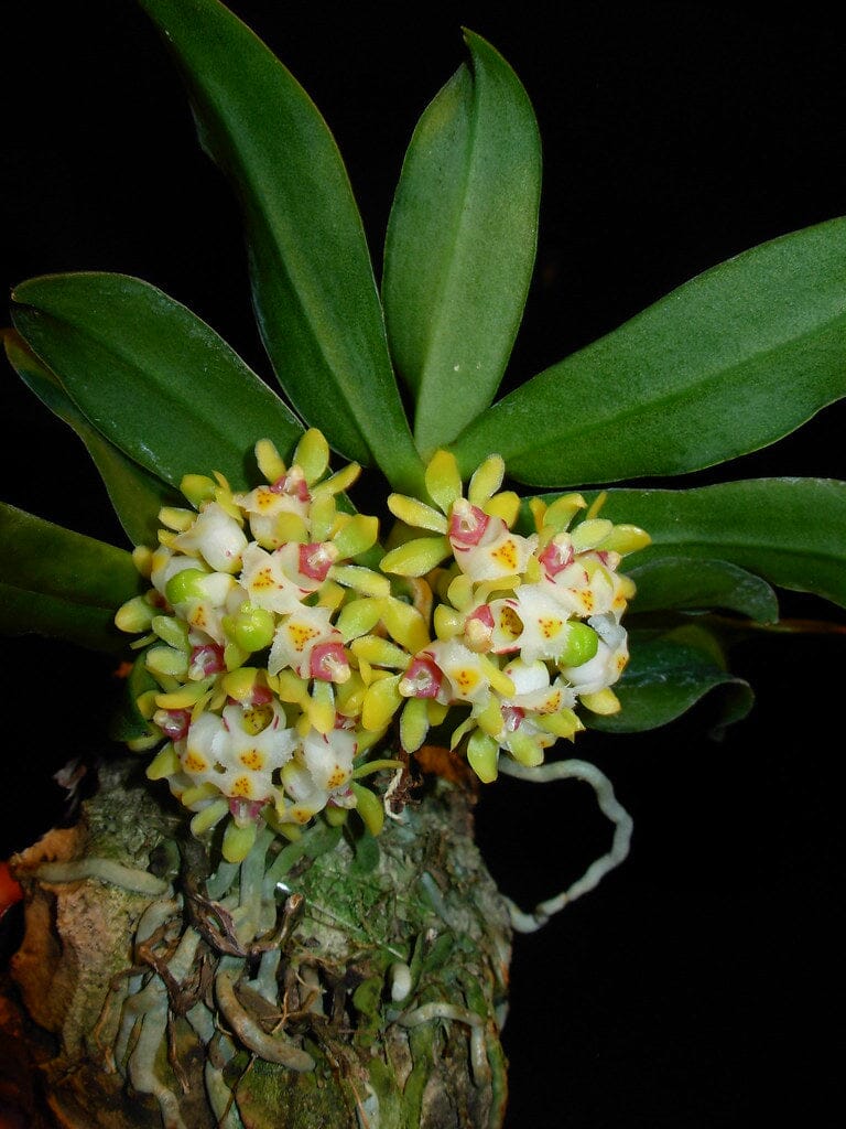 Gastrochilus japonicus Gastrochilus La Foresta Orchids