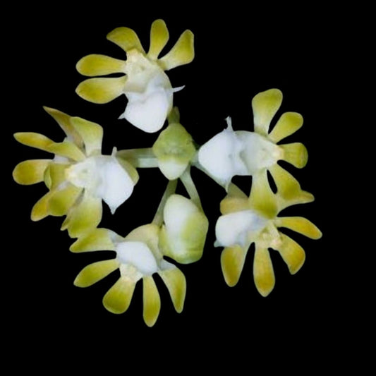 Gastrochilus patinatus var. alba Gastrochilus La Foresta Orchids