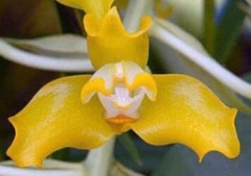 Grammangis ellisii var. alba Grammangis La Foresta Orchids