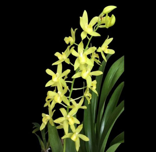 Grammatocymbidium: Grcym. Star Festival × Gram. scriptum Grammatocymbidium La Foresta Orchids