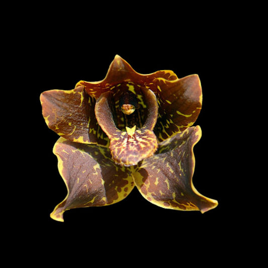 Grammatophyllum martae x Grammatophyllum stapeliiflorum Grammatophyllum La Foresta Orchids