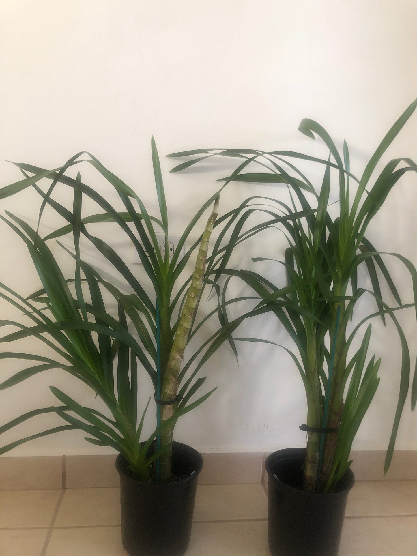 Grammatophyllum speciosum Grammatophyllum La Foresta Orchids