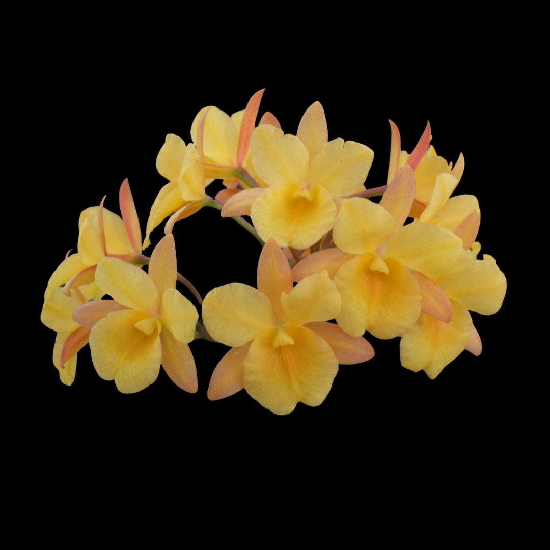 Guarianthe aurantiaca x Broughtonia sanguinea Cattleya La Foresta Orchids 
