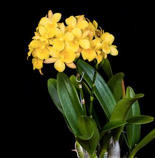 Guarianthe aurantiaca x Broughtonia sanguinea Cattleya La Foresta Orchids 