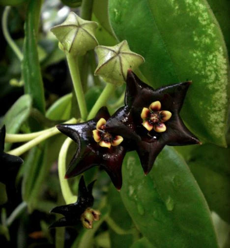 Hoya ciliata var. black Hoya La Foresta Orchids
