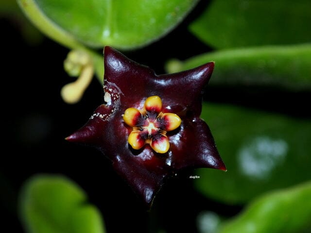 Hoya ciliata var. black Hoya La Foresta Orchids 