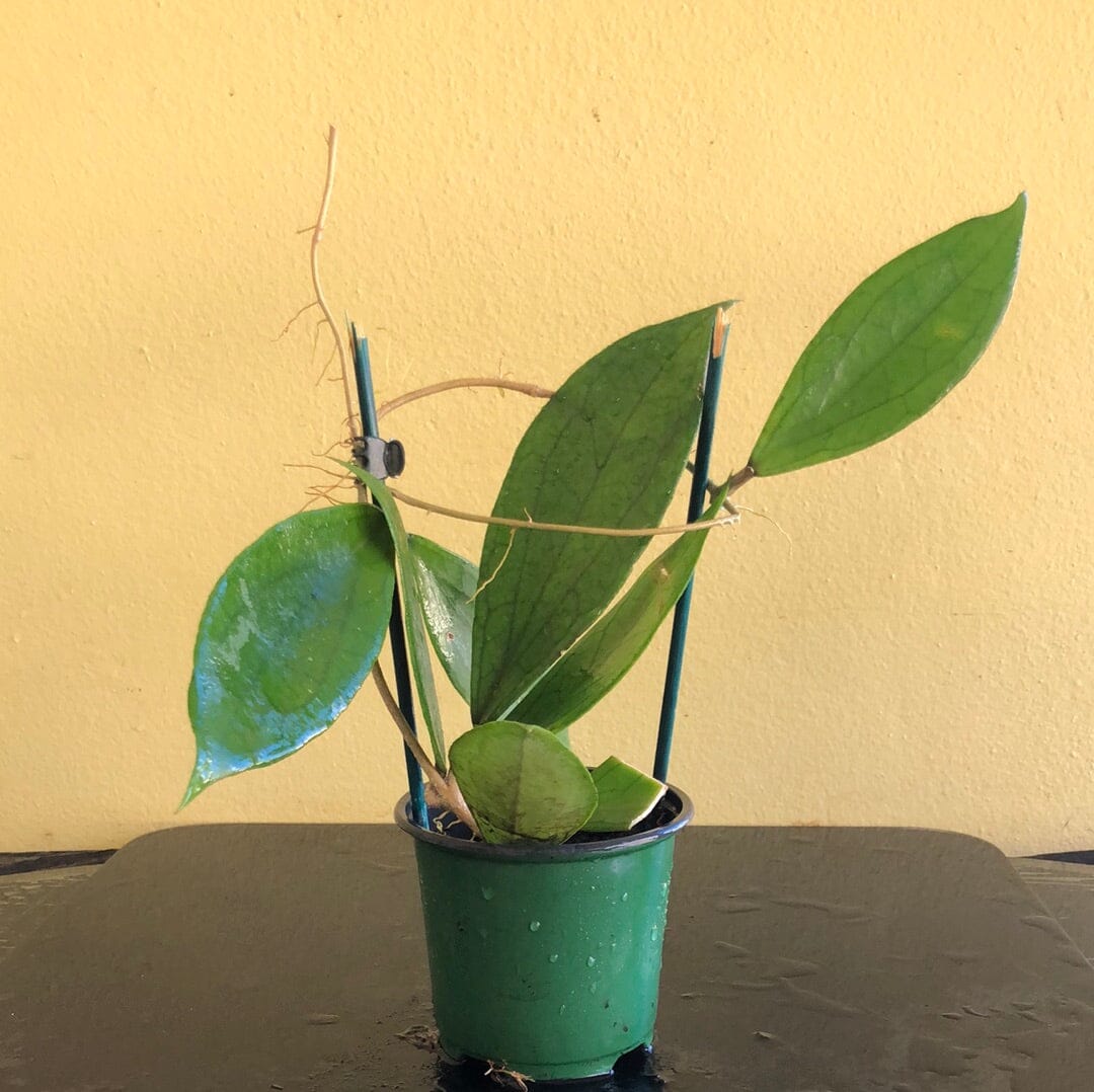 Hoya finlaysonii Hoya La Foresta Orchids