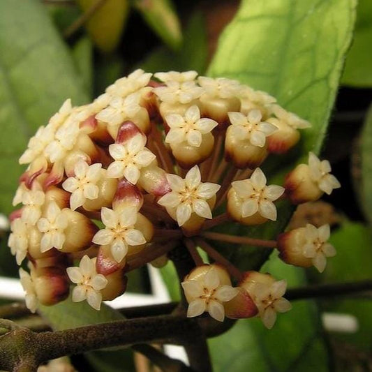 Hoya finlaysonii Hoya La Foresta Orchids