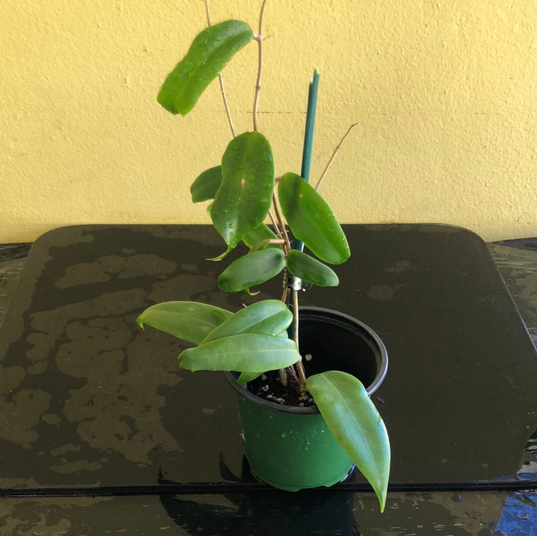 Hoya ilagiorum Hoya La Foresta Orchids