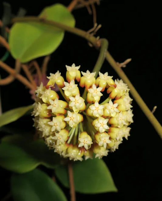 Hoya incrassata var. variegata Hoya La Foresta Orchids