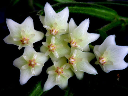Hoya linearis Hoya La Foresta Orchids