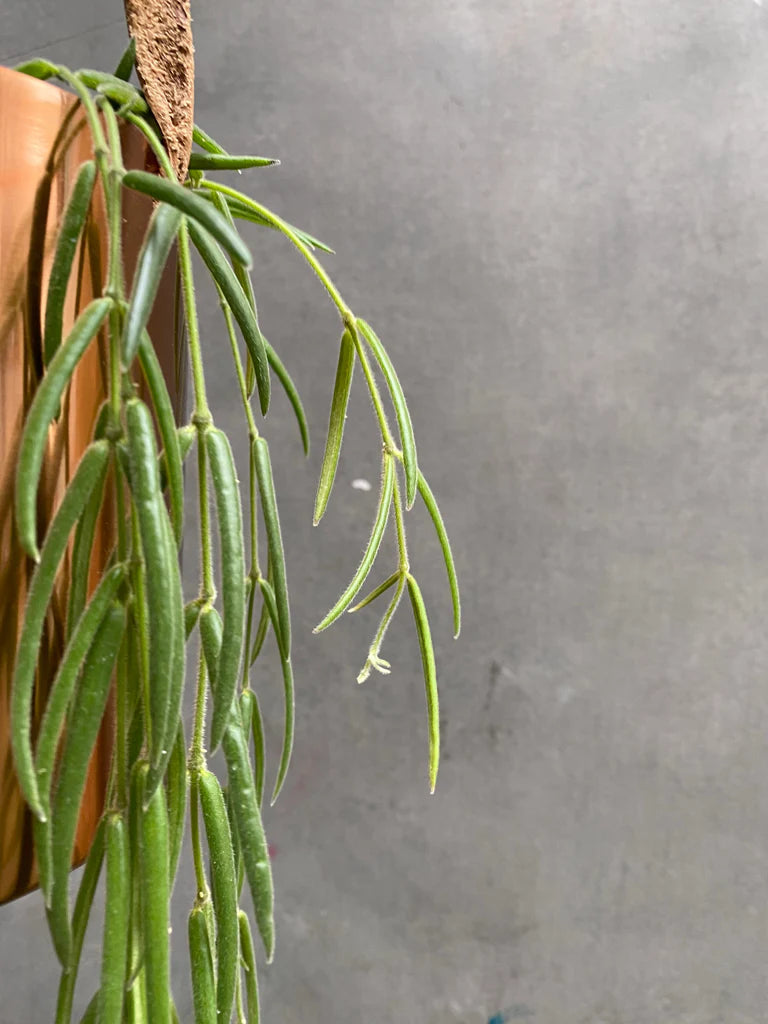 Hoya linearis Hoya La Foresta Orchids