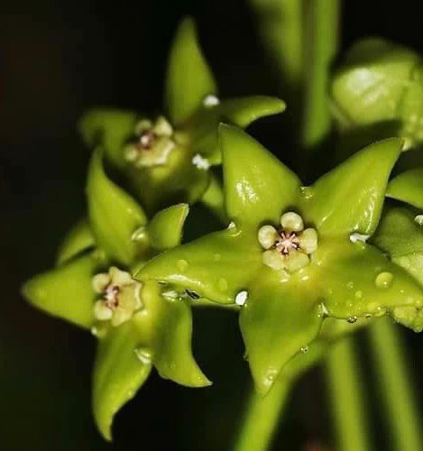 Hoya obtusifolioides var. green Hoya La Foresta Orchids