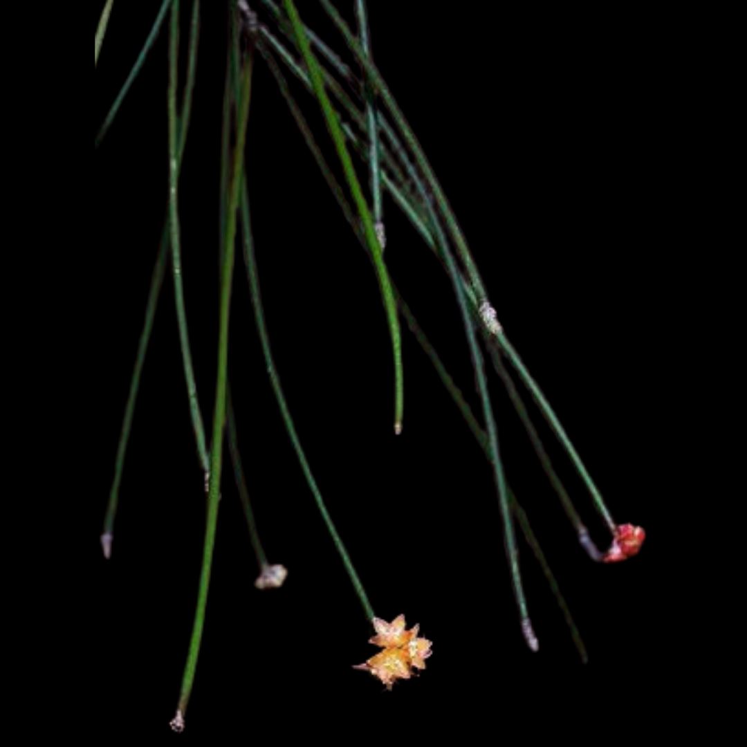 Hoya spartioides Hoya La Foresta Orchids