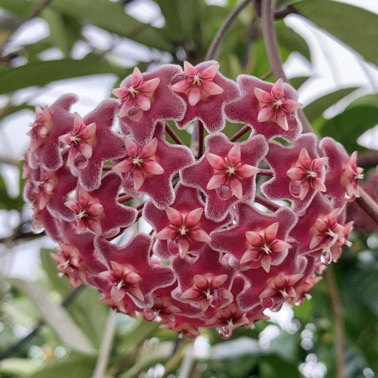 Hoya subcalva Hoya La Foresta Orchids