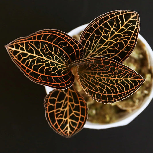 Jewel Anoectochilus albolineatus Jewel La Foresta Orchids