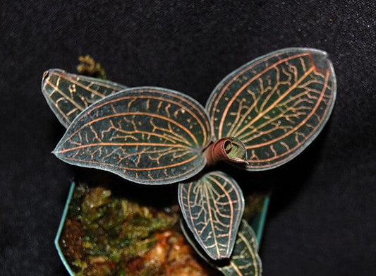 Jewel Anoectochilus brevilabris Jewel La Foresta Orchids