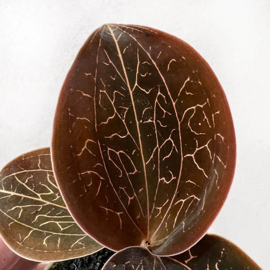 Jewel Anoectochilus burmanicus Jewel La Foresta Orchids