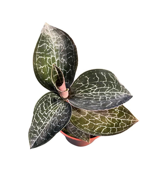 Jewel Anoectochilus formosanus Jewel La Foresta Orchids