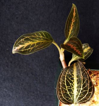 Jewel Dossisia Dominyl 'Judy' Jewel La Foresta Orchids